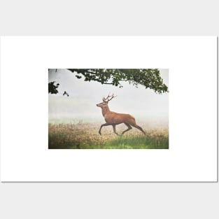 deer Posters and Art